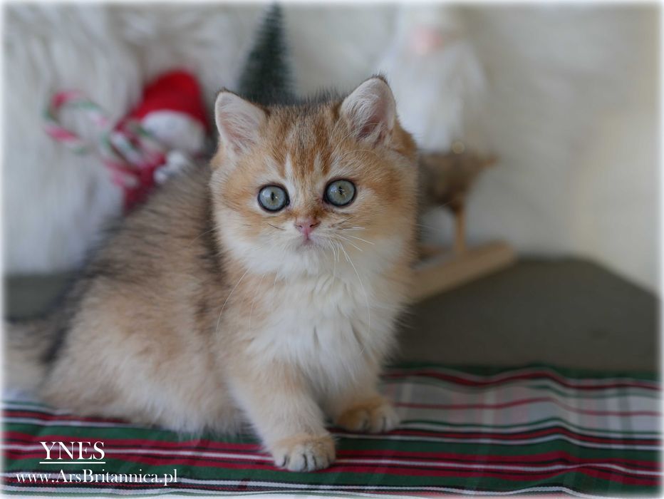 Ynes złota kotka brytyjska BRI ny 11 po Championce słodka jak laleczka