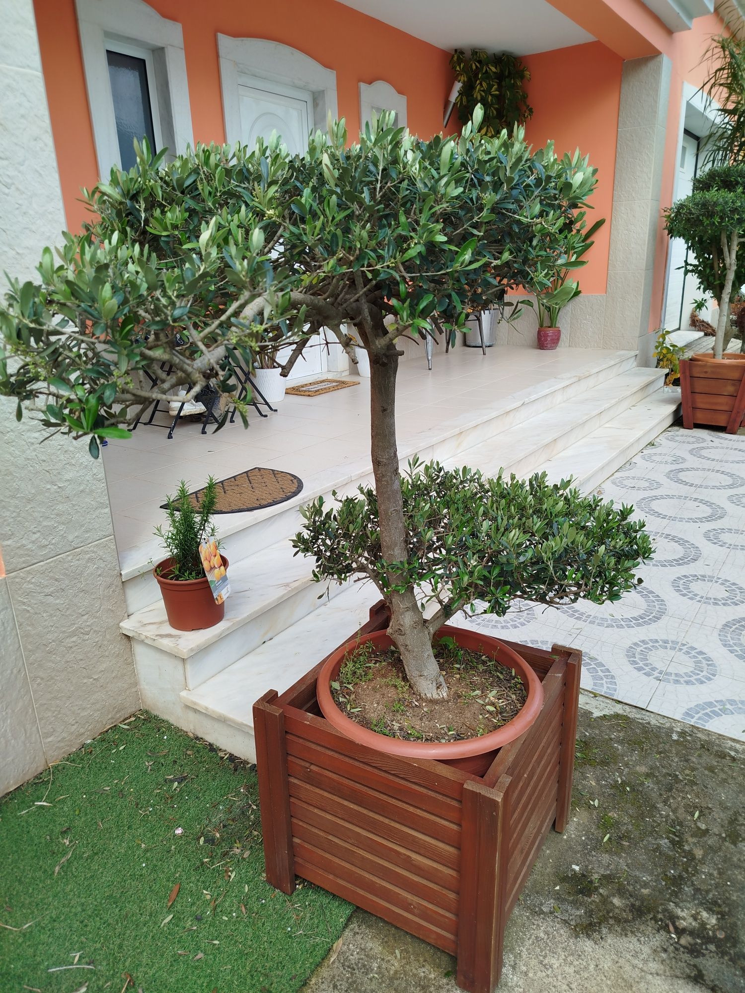 Oliveiras para jardim...160 cm +/-
