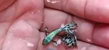 Guppy Green Dragon (CASAL)