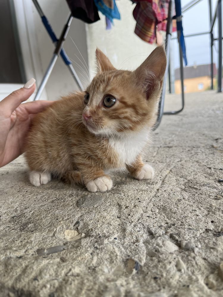 Безкоштовно! Рижий котик, котеня риже, рижик,
