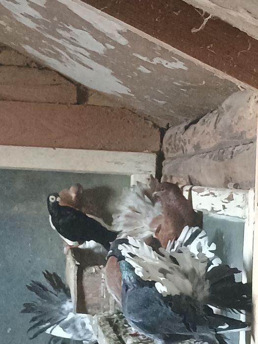 Gołębie pawie sprzedam