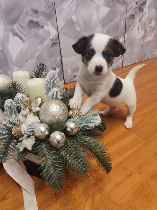 Цуценята Джек Рассел тер'єр