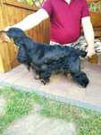 cocker spaniel angielski- pies czarny podpalany