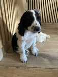 Cocker spaniel angielski piesek