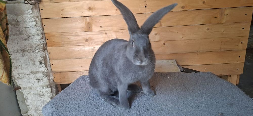 Samica OSN pełnobarwna