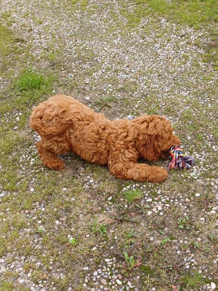 Cockapoo hybryda f1