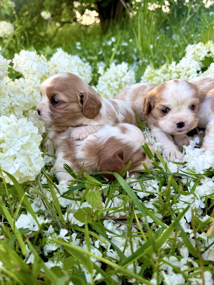 Cavalier king charles spaniel szczeniak