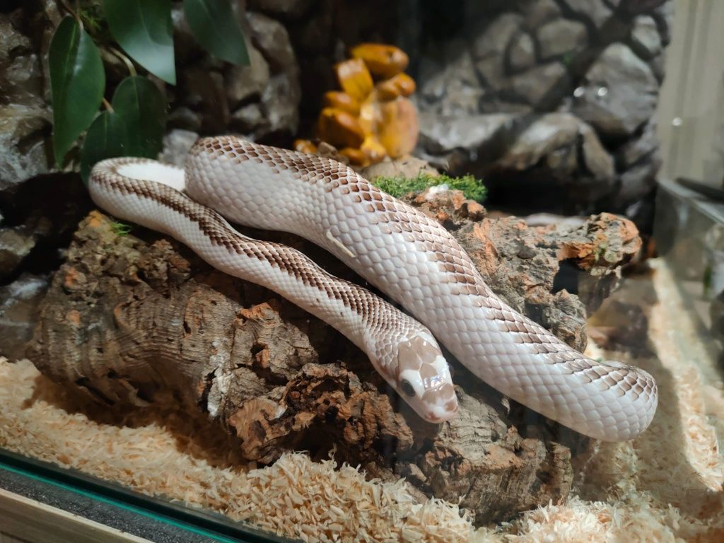 Wąż smugowy p. Obsoleta