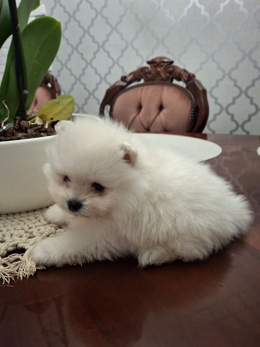 Szpic miniaturowy pomeranian