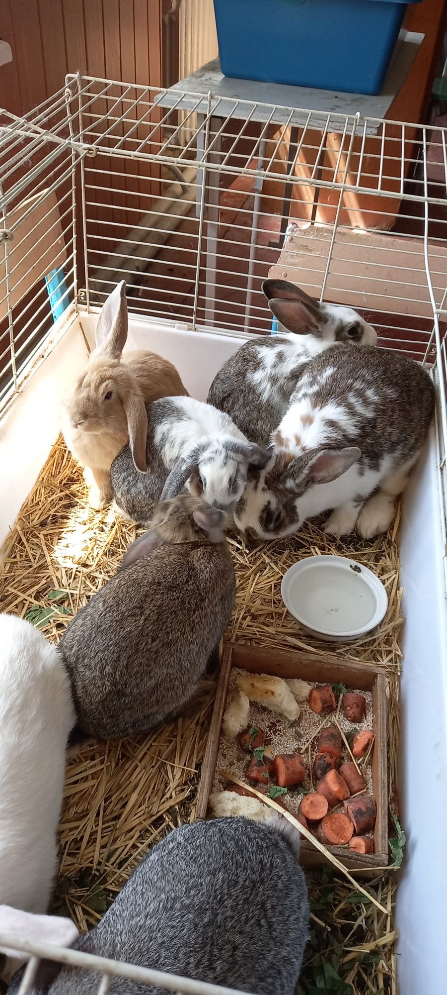 Кролики 3 місяці