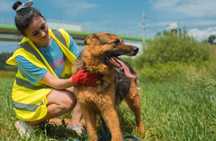 Owczarek niemiecki do adopcji!