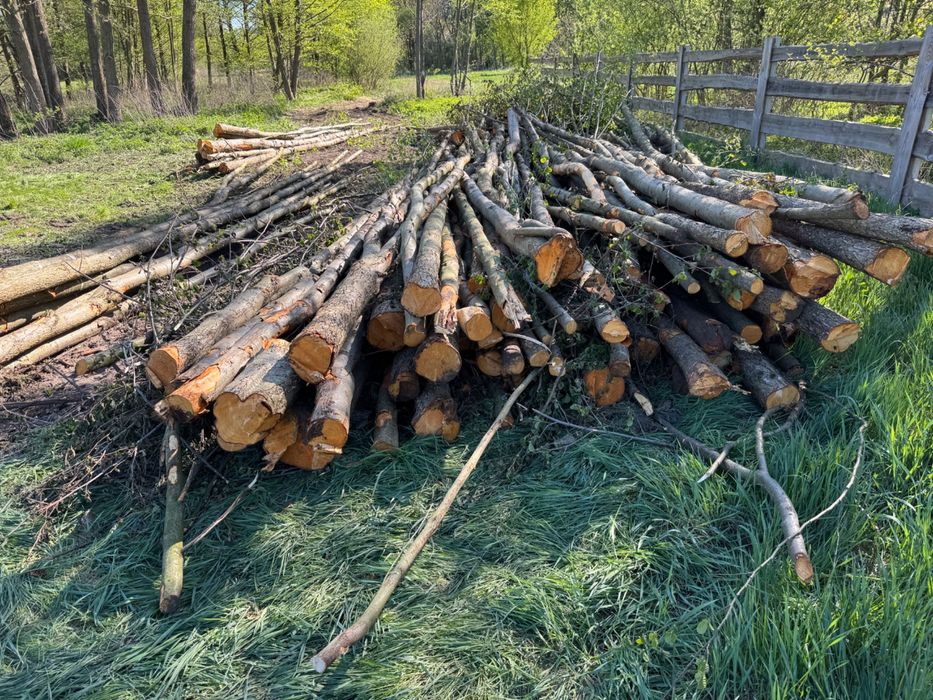 Drewno opałowe, kominkowe, do wędzenia olchowe wałki