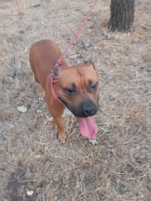 Щенок питбултерера девочка каричневая с белым