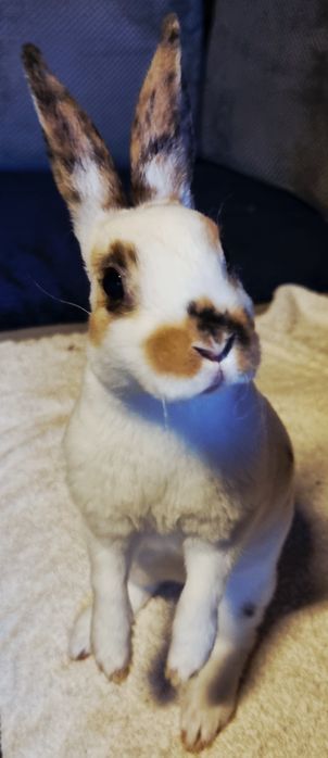 Karzełek mini rex