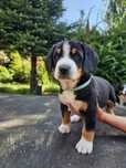 Entlebucher Szwajcarski piesek KAZO do odbioru