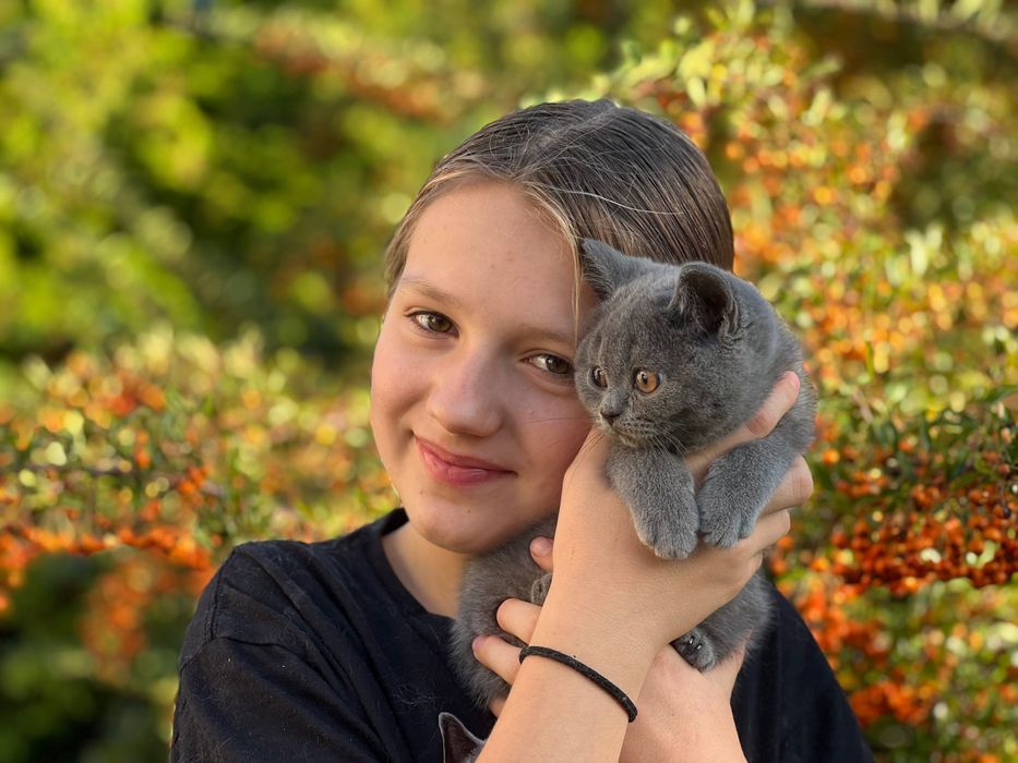 Kot brytyjski kocięta brytyjskie kotka brytyjska