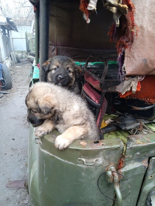 відам в добрі руки цуценят вівчарки