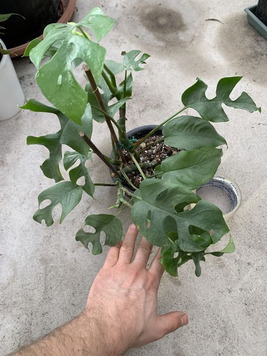 Monstera minima - Rhaphidophora tetrasperma, kwiat doniczkowy