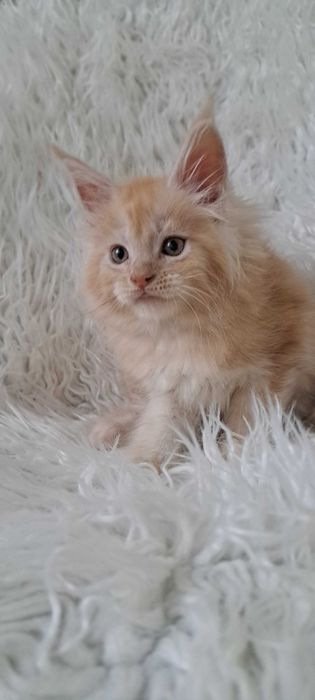 Puchaty pieszczoch Maine Coon