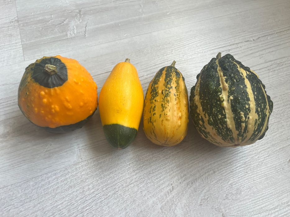 Dynie ozdobne, duży wybór