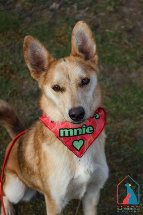 Śliczna, mała, wesoła Melcia kocha ludzi i zabawę - adoptuj pupila