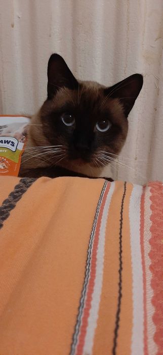 Вязка тайского кота