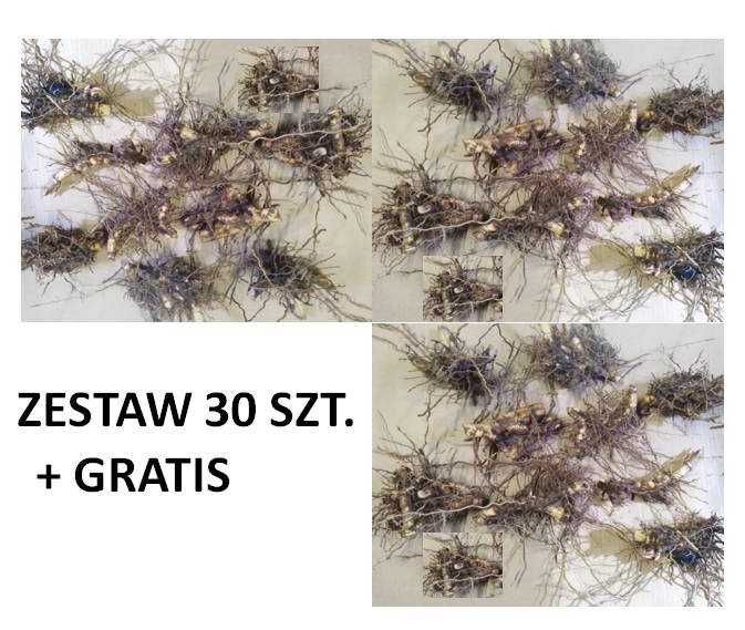 Miskant olbrzymi - kłącza ZESTAW 30 SZTUK + 3 GRATIS!