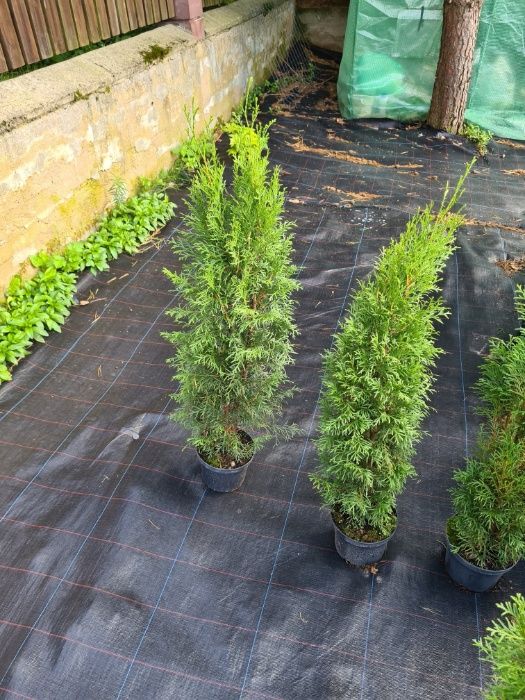 Tuja Thuja Szmaragd 110-120 cm W DONICY 3l -DOWOZIMY- max przyjec