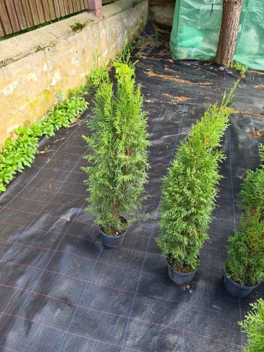 Tuja Thuja Szmaragd 70-100 cm GESTA -W DONICY 3l -DOWOZIMY- max przyje