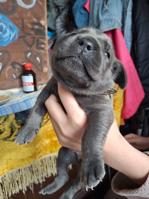 Бронювання цуценят кане-корсо