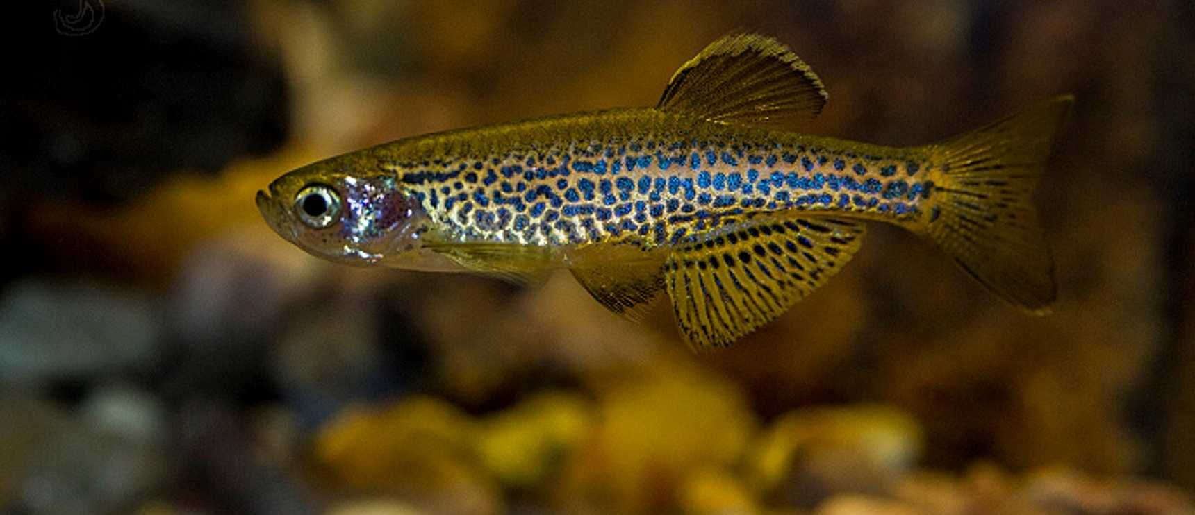 GB Danio Lamparcie, Danio Tygrysie | Pakiet 20 - 49 szt.