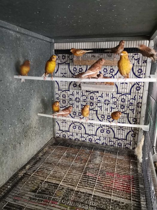 Canários Phaeo amarelo e branco