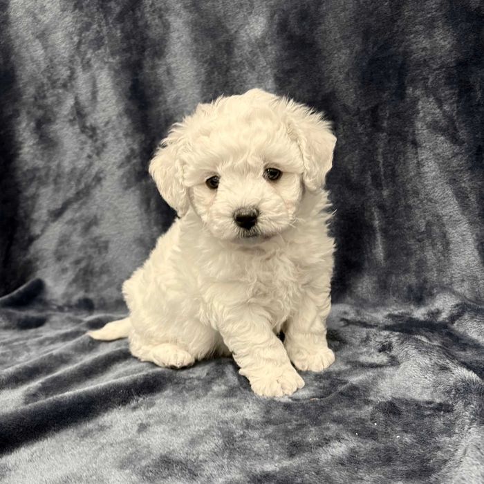 Bichon frise FCI, piękny piesek