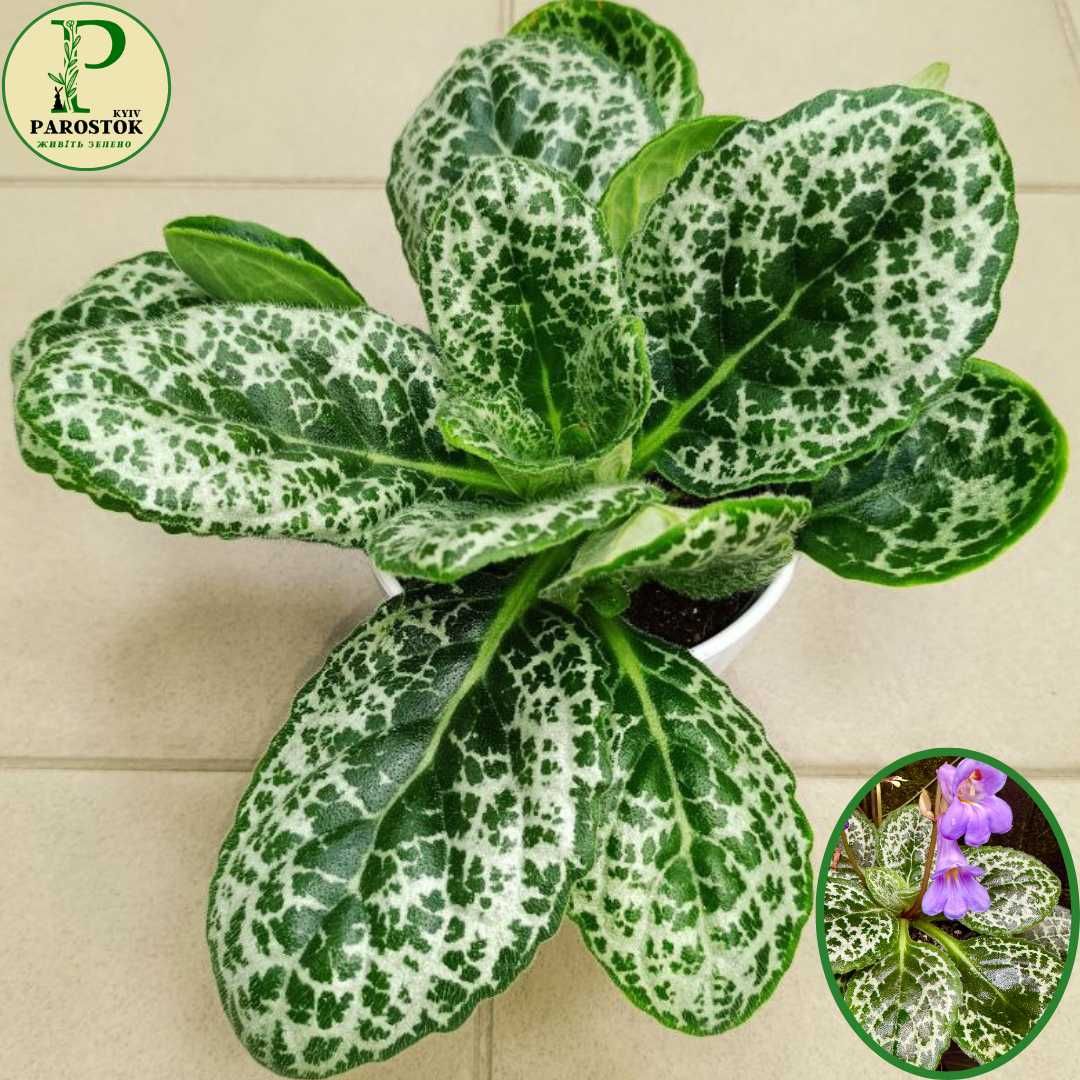 Стрептокарпус. Прітті Тартл (Streptocarpus. Pretty Turtle).