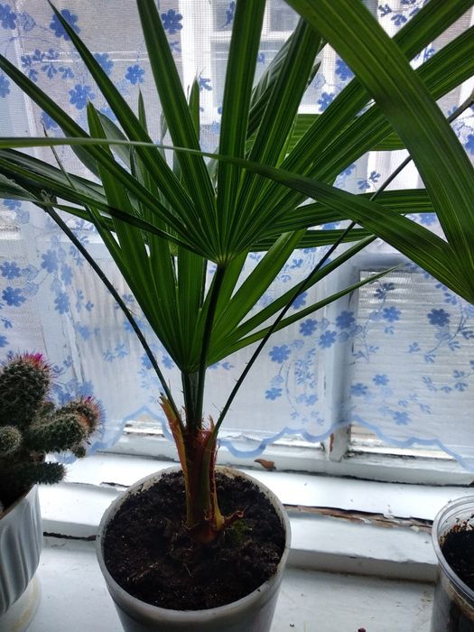 Пальмы веерные,посеяные из семян.Не прихотливые.