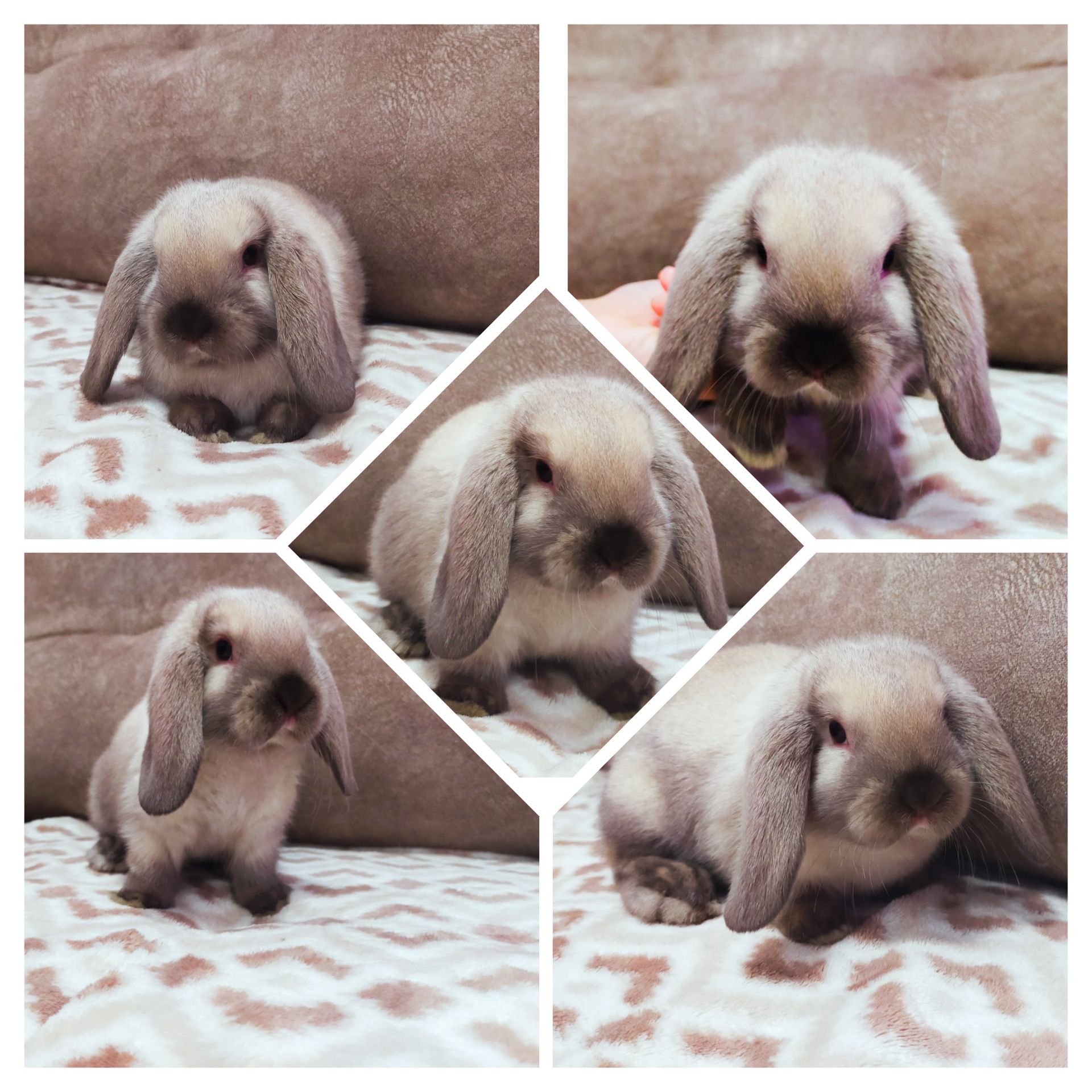 Królik baranek mini lop syjam