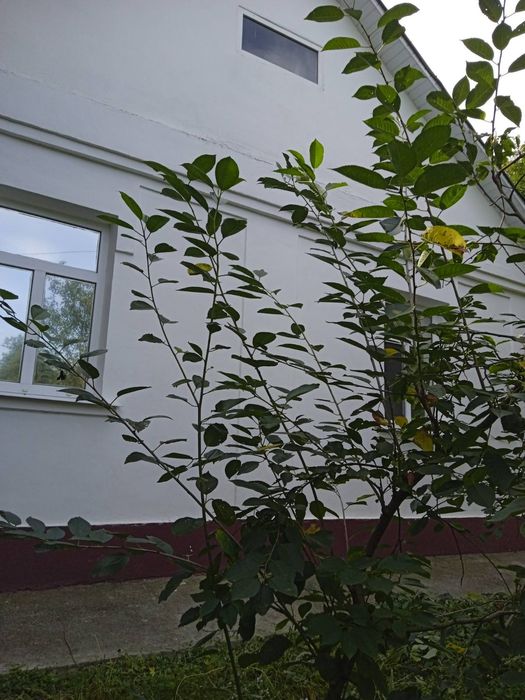 Продам будинок Ставище (30 км від Білої Церкви)