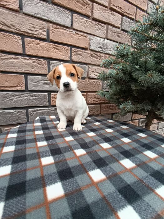 Цуценята Джек- Рассел-Тер'єр шукаємо хорошу родину