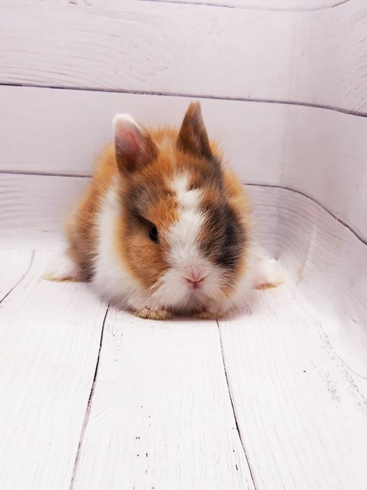 Карликовые мини кролики торчеухие и вислоухие декоративные,клетки,корм