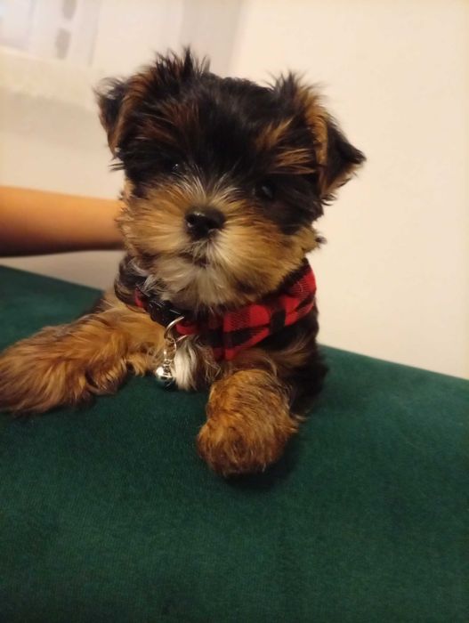 York śliczny piesek