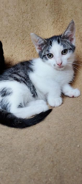 Oreste 12 tygodniowy kocurek szuka domku.