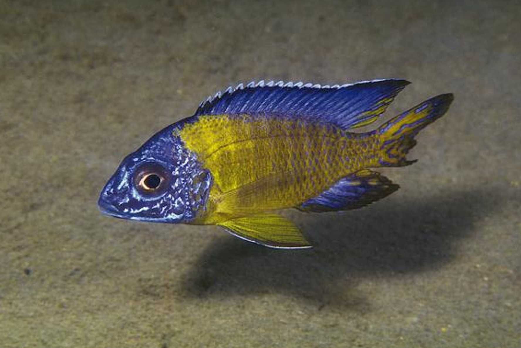 Aulonocara stuartgranti BLUE NEON UNDU REEF - dowóz, wysyłka