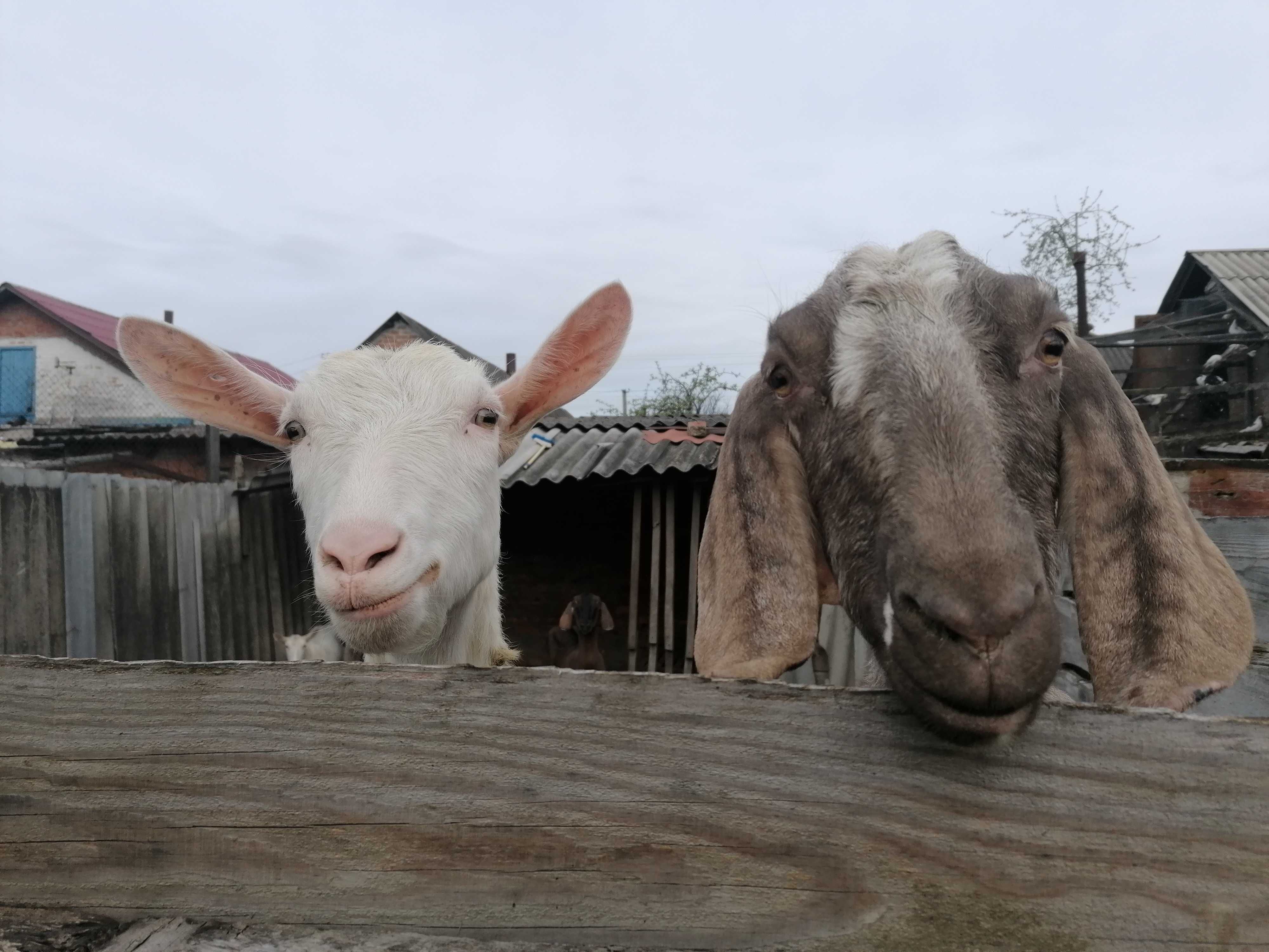 Обезрожування (видалення рогів) у кіз і козенят