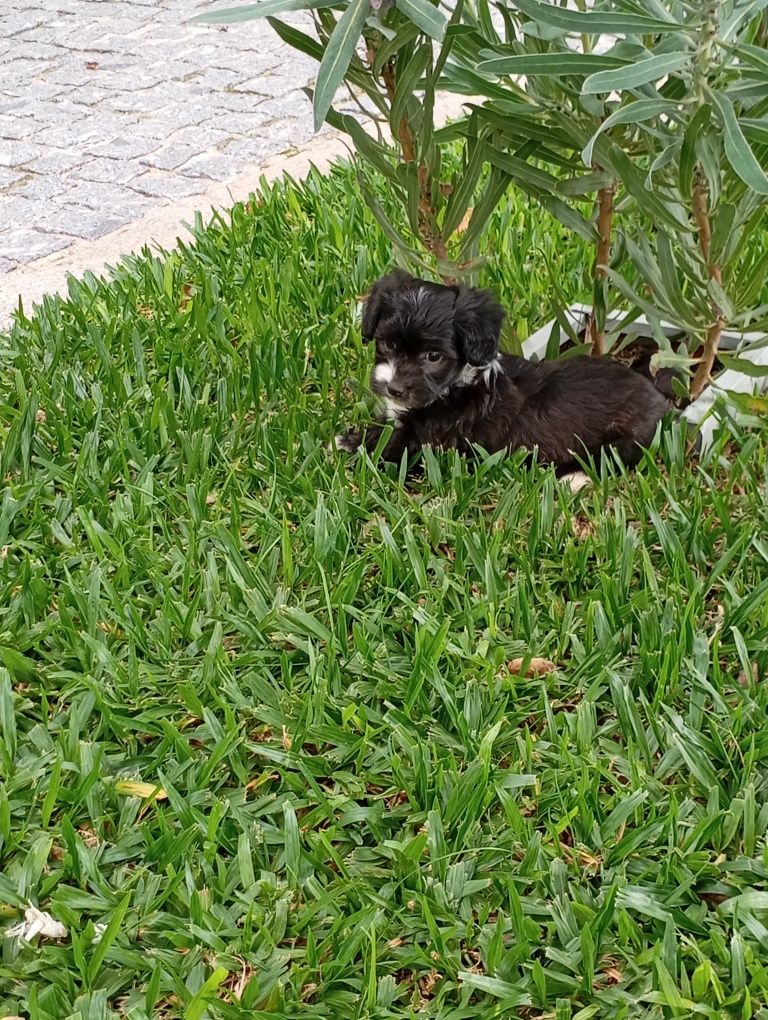 Fêmea Bichon Maltês traçado