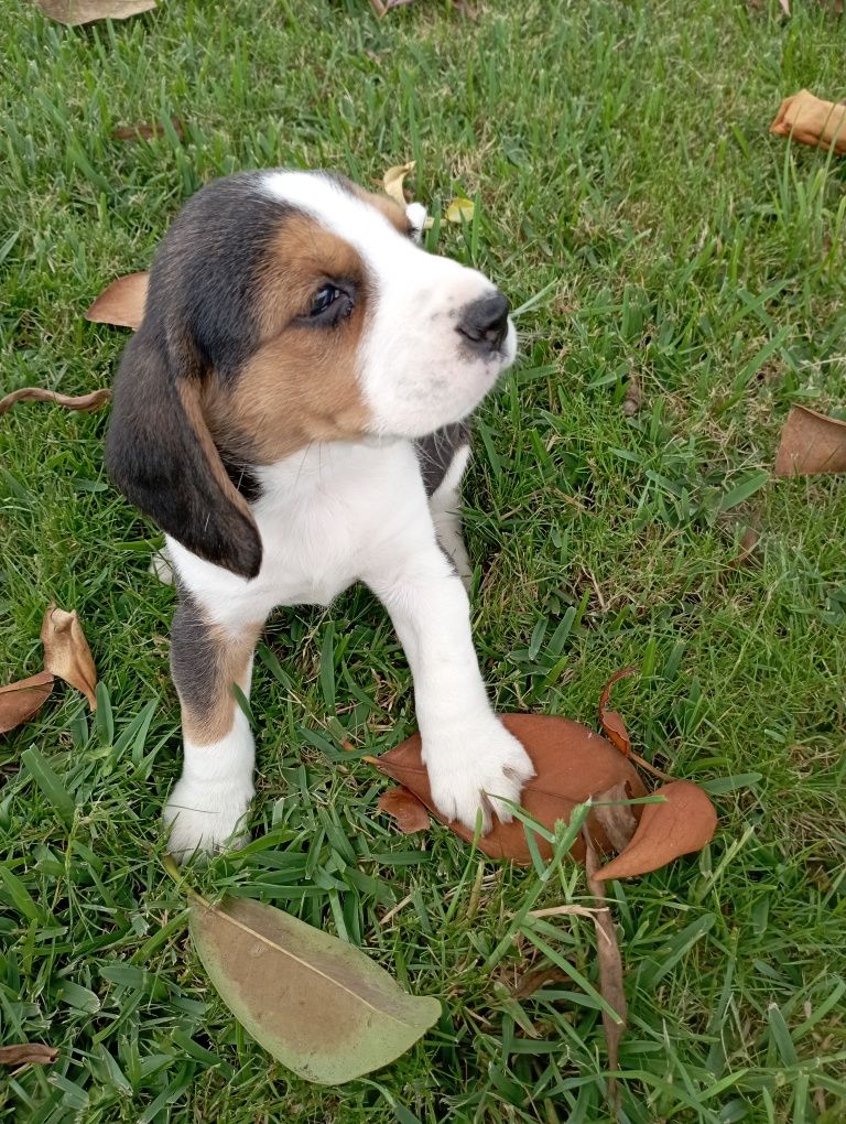 Beagle tricolor macho
