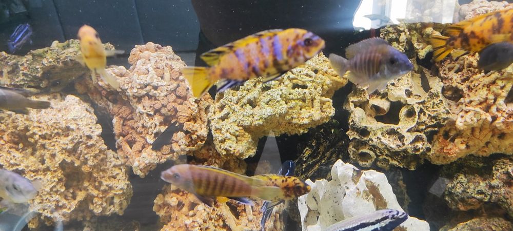 Rybki akwariowe Pyszczaki metriclima zebra gold