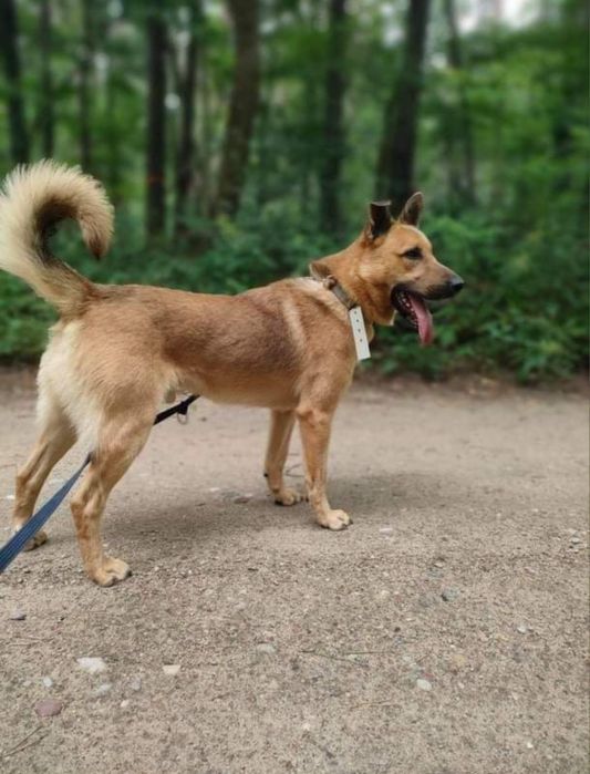 Kochany Gary do adopcji! Za darmo, do oddania