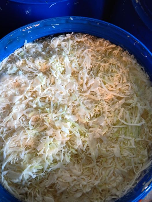 Kapusta kiszona ,