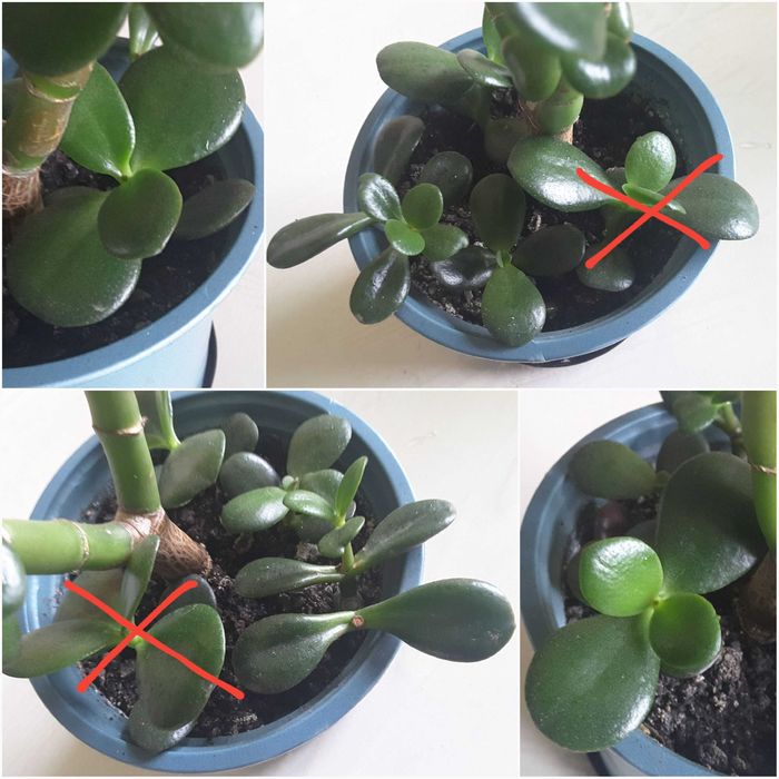 Суккуленты - ХАВОРТИЯ, ТОЛСТЯНКА (Денежное дерево) и др.