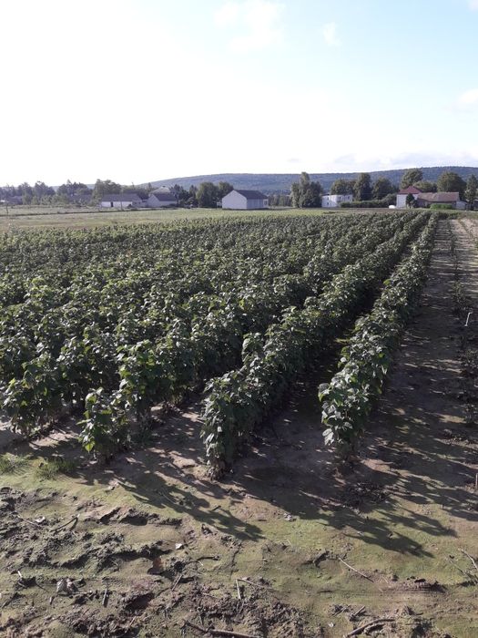 Aronia   Sprzedam aronie  sadzonki aronii